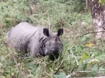 rhino visit view nepal trek