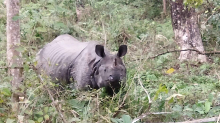 rhino visit view nepal trek