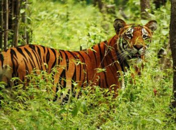 Amazing Nepal Tour_Chitwan National Park_Royal Bengal Tiger