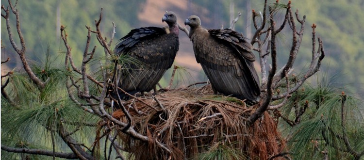 Pair of Vulture in Nepal